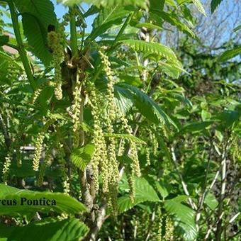 Quercus pontica