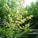 Koelreuteria paniculata 'Rosseels' - 