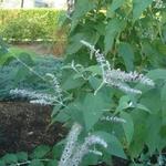 Buddleja nivea - 