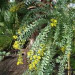 Acacia cultriformis - Messerblatt-Akazie