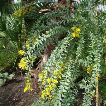 Acacia cultriformis