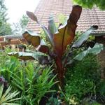 Ensete ventricosum 'Maurelii' - 