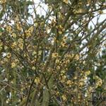 Corylopsis pauciflora - CORYLOPSIS À PETITES FLEURS, FAUX NOISETIER