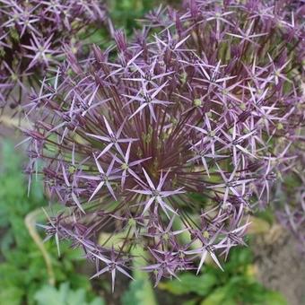 Allium christophii