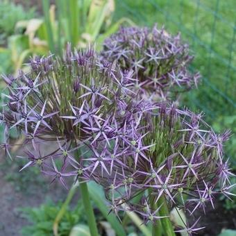 Allium christophii