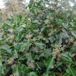 Hedera helix 'Arborescens'  - LIERRE ARBORESCENT