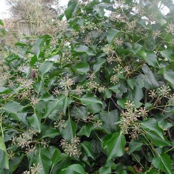 Hedera helix 'Arborescens'