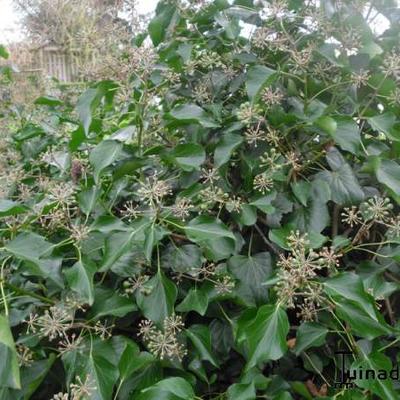 Hedera helix 'Arborescens'  - LIERRE ARBORESCENT