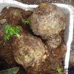 Apium graveolens rapaceum - 