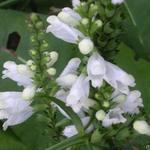 Penstemon hybriden - 