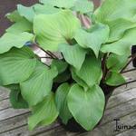 Hosta' Harry van de Laar' - 