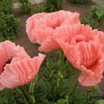 Papaver orientale 'Karine' - 