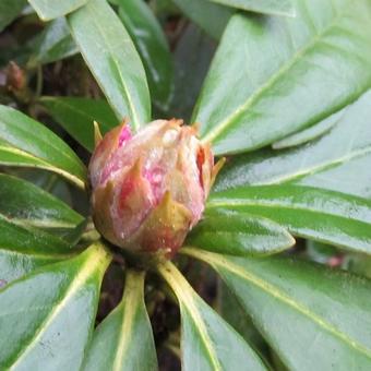 Rhododendron 'Christmas Cheer'