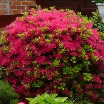 Rhododendron/Azalea