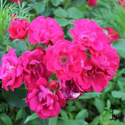 Rosa 'Cera' - 