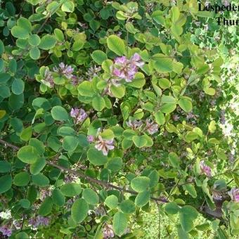 Lespedeza thunbergii