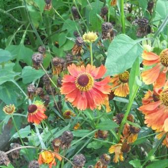 Helenium 'Moerheim Beauty'