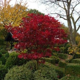 Acer palmatum dissectum 'Red Dragon'