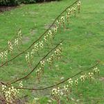 Stachyurus praecox - 