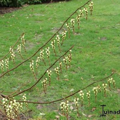 Stachyurus praecox - 