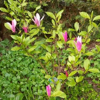 Magnolia x soulangeana 'Satisfaction'