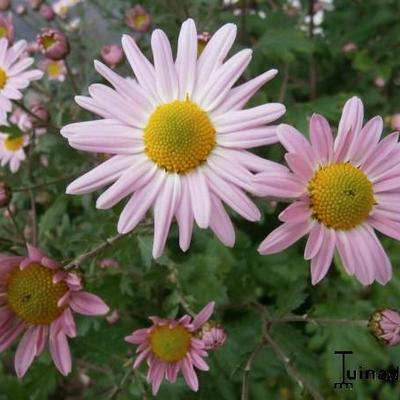 Chrysanthemum rubellum - 