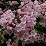 Kalmia - 