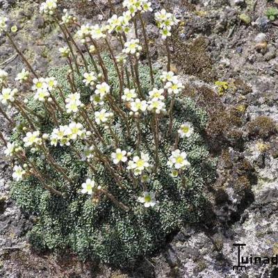 Saxifraga cochlearis 'Minor' - 