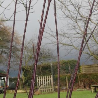 Cornus alba