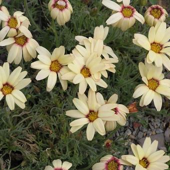 Rhodanthemum catananche