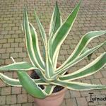 Agave - Agaven