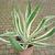 Agave