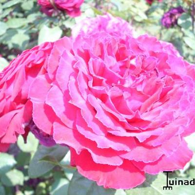 Rosa 'Winschoten' - 