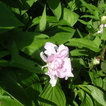 Calystegia hederacea 'Flore Pleno'