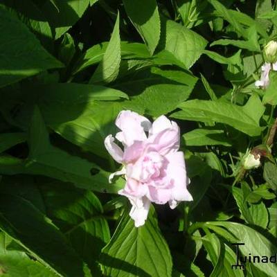 Calystegia hederacea 'Flore Pleno' - 