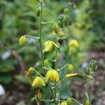 Albuca shawii - 