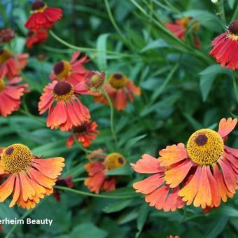 Helenium 'Moerheim Beauty'