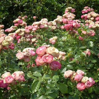 Rosa 'Acropolis'