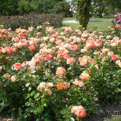 Rosa 'Samaritan' - 