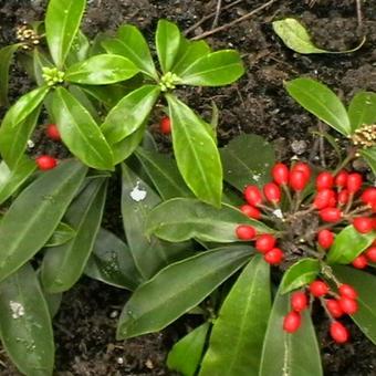 Skimmia japonica subsp. reevesiana