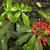 Skimmia japonica subsp. reevesiana