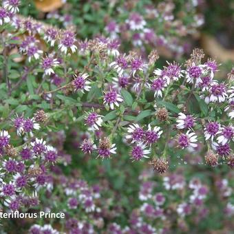 Aster lateriflorus 'Prince'