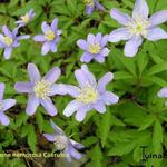 Anemone nemorosa 'Caerulea'  - 