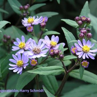 Aster ageratoides 'Harry Schmidt'