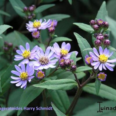 Aster ageratoides 'Harry Schmidt'