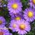 Aster novi-belgii 'Schone von Dietlikon'