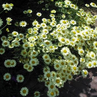 Anthemis x hybrida 'E.C. Buxton'