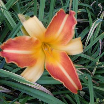 Hemerocallis 'Frans Hals'