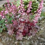 Heuchera 'Petite Ruby Frills' - 