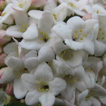 Viburnum carlesii